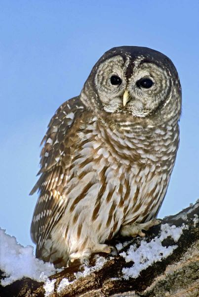 CO, Barred owl perched on snowy branch